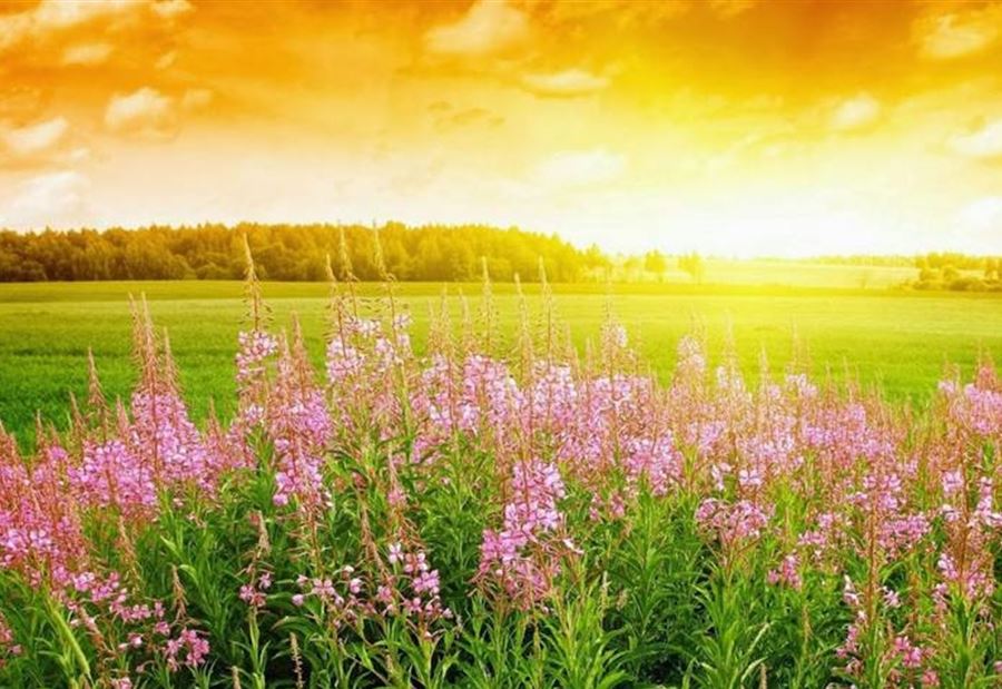 هل يمكن للرطوبة العالية القضاء على "كورونا"؟