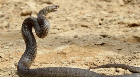  ثعبان يطير في الهواء ويهاجم مصورا