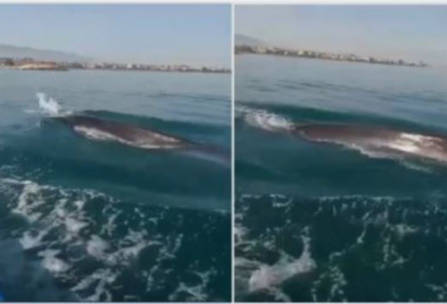 بالصورة: ظهور حوت في بحر عكار! بالصورة: ظهور حوت في بحر عكار!