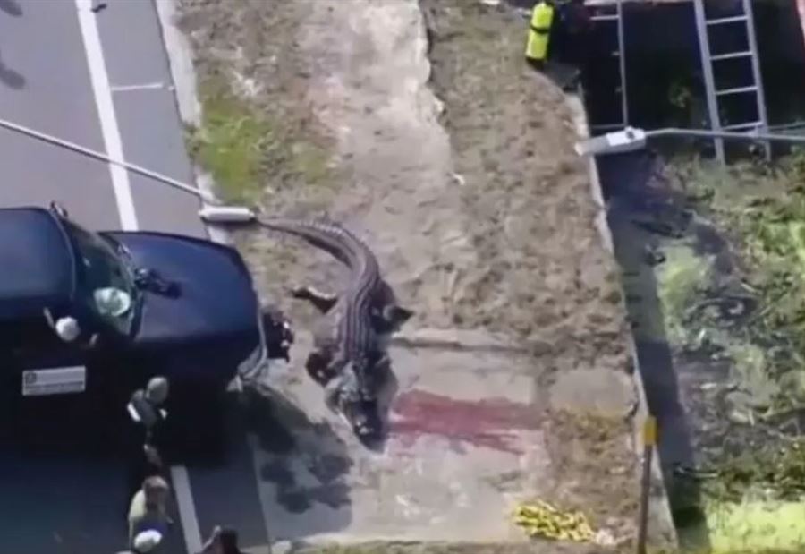 تمساح في فمه بقايا جثة بشرية... حادثة مرعبة تهزّ فلوريدا!