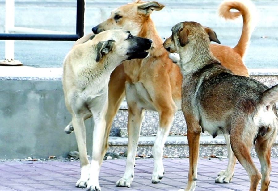 "صدمة" في ليبيا... كلاب سائبة تنهش رأس ابن الـ 3 سنوات!