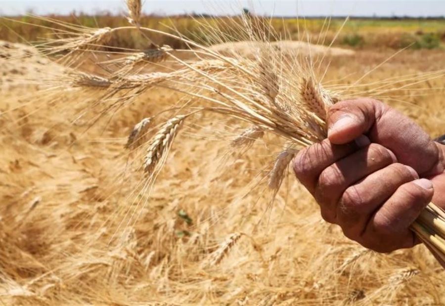 توضيحٌ من مصلحة الابحاث العلمية الزراعية بشأن نقص القمح!