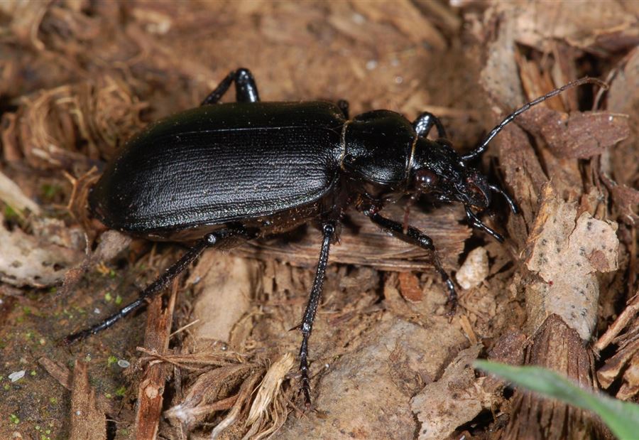 إجراءات مكافحة حشرة الـ"Calosoma Olivieri"