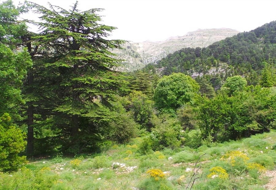عصابة تقطع أشجارًا معمّرة في البقاع!