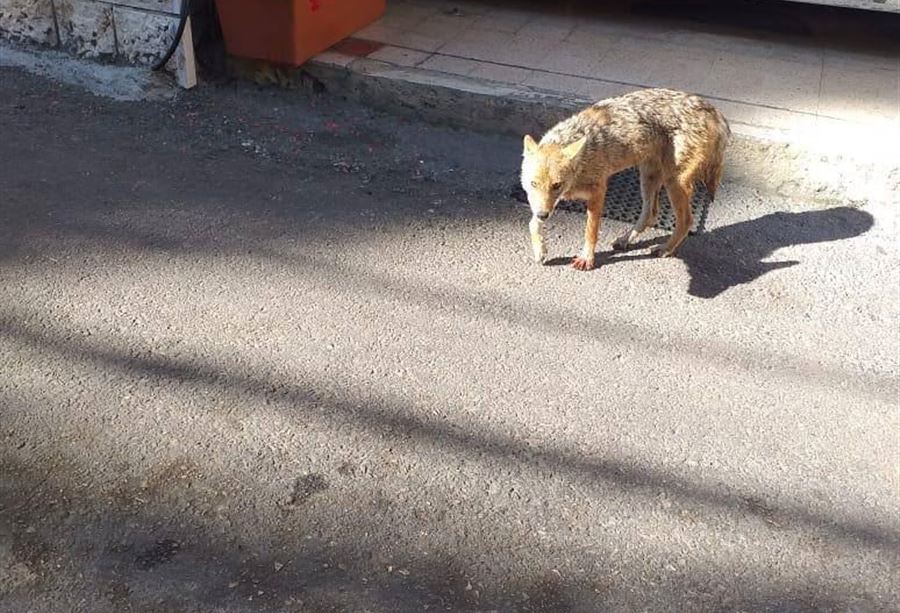 حيوان مفترس يدخل ثلاثة إلى المستشفى في جزين