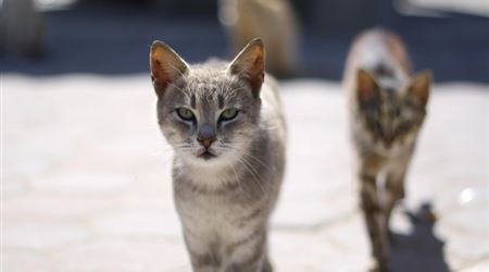 سياسي إيطالي يتعهد باستيراد.. والسبب؟