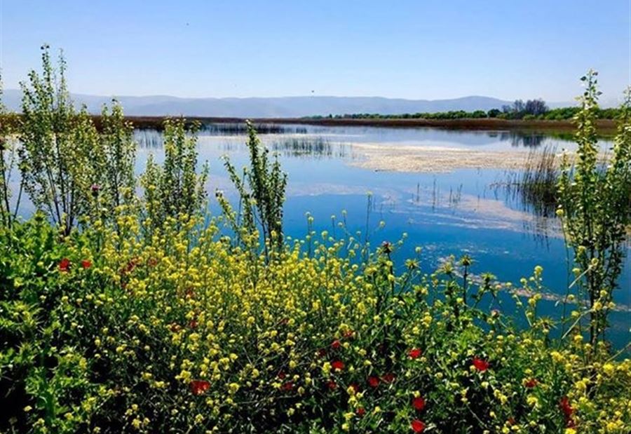 مستنقع عميق في صور ساحرة بالرداء الأخضر 