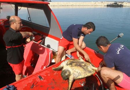 انقاذ سلحفاة معمرة في حوض مرفأ صيدا الجديد