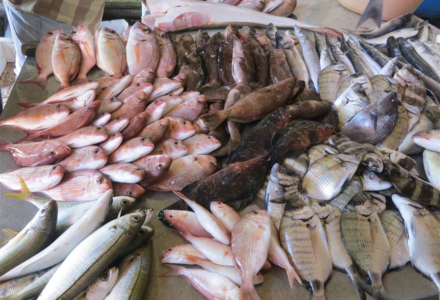 أزمةُ أسماك! أزمةُ أسماك!