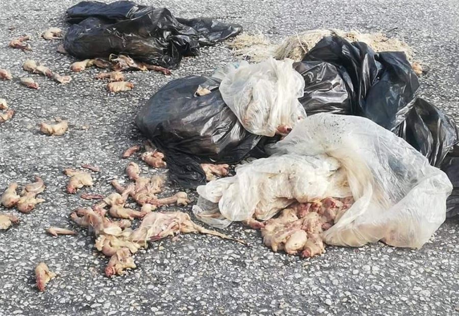 بالصورة: رمي نفايات مقززة عند مدخل البيرة.. وتوقيف شخصين 