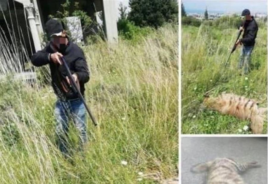 قتل ضبعًا مهددًا بالإنقراض... القوى الأمنية تعاقبه