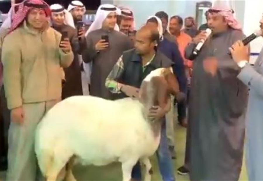 بالفيديو: عربي "مجنون" يشتري نعجة خلال مزاد بـ134 ألف دولار!
