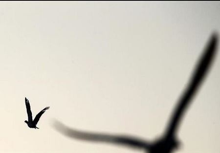 الطيور تستخدم اللغة كما يستخدمها البشر !