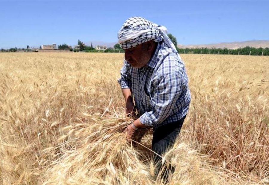 بيان "هام" من وزارة الزراعة إلى مزارعي القمح