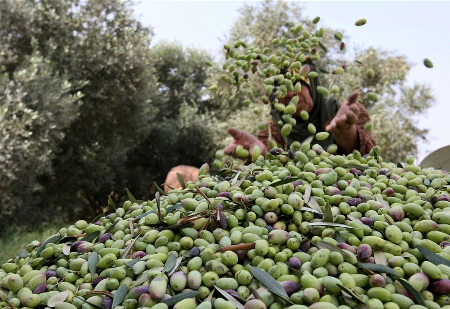 مع خسارة الموسم... هل سترتفع "أسعار الزيت" بشكل مُفرط؟