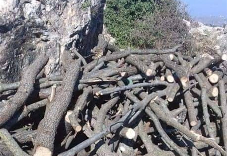 سرقة "فريدة من نوعها" في غابة عكارية سرقة "فريدة من نوعها" في غابة عكارية