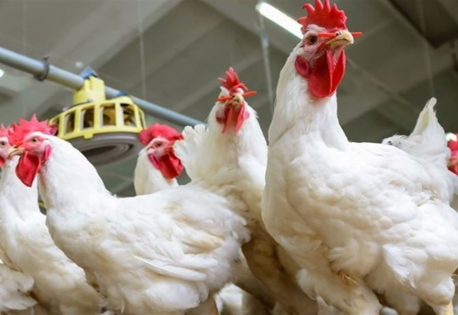 "الدواجن المتوافرة تكفي لبنان لأشهر"