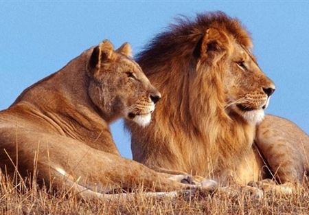 لبؤة تقتل أسدا عاشت معه 8 أعوام