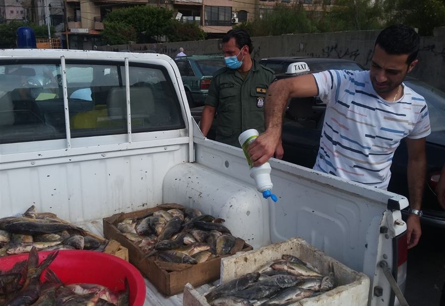 سمكٌ ملوث في بيروت!