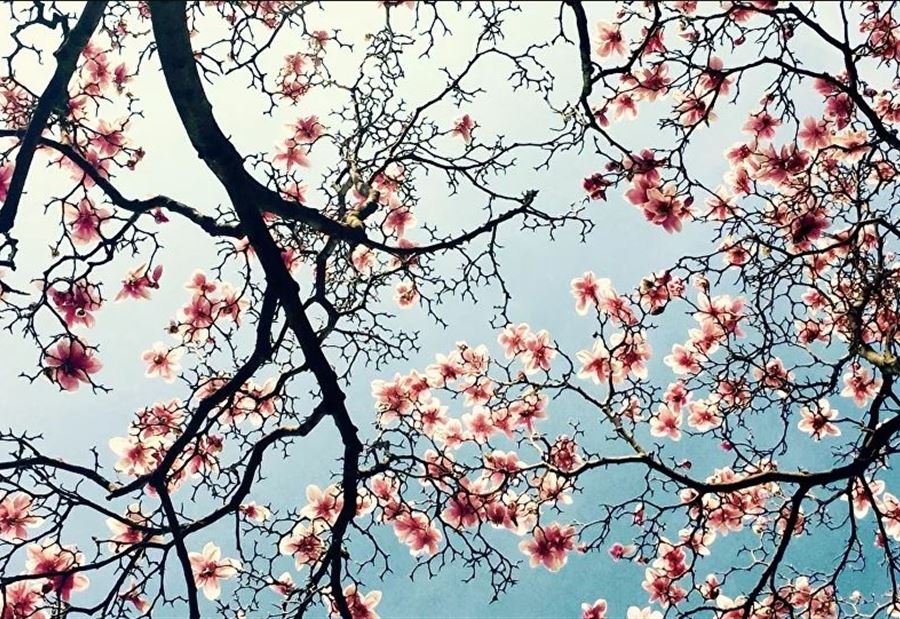 طرق علاج الحساسية الموسمية