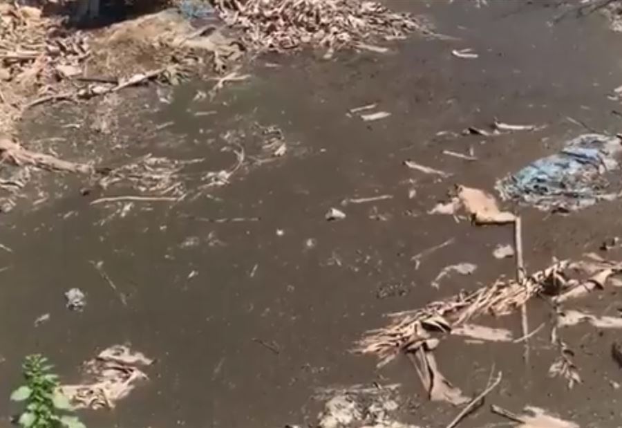 بالفيديو: هذا ما تروى به بساتين الموز في الواسطة