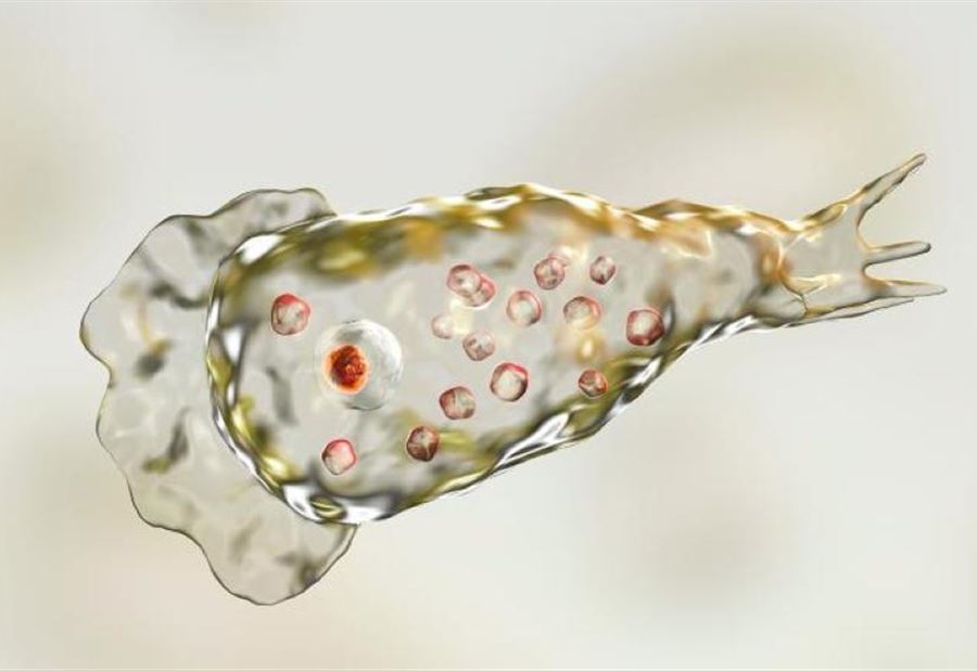 ولايةٌ أميركيةٌ تحذرُ من "أميبا آكلة للدماغ" ولايةٌ أميركيةٌ تحذرُ من "أميبا آكلة للدماغ"