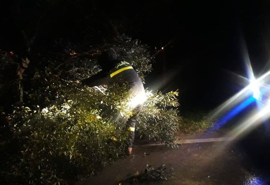 سحب شجرتين وتسهيل حركة المرور على طريق علما الشعب  سحب شجرتين وتسهيل حركة المرور على طريق علما الشعب