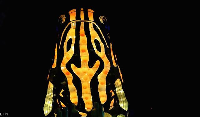 العثور على ضفدع "مضيء" بأستراليا