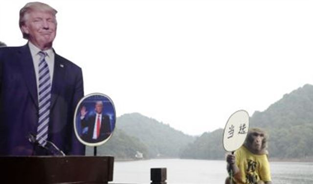 قرد صيني يختار رئيس أميركا القادم!