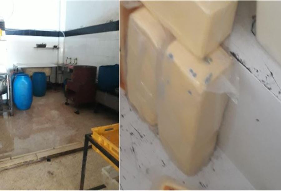 جبنة متعفنة... محاضر ضبط في الجنوب