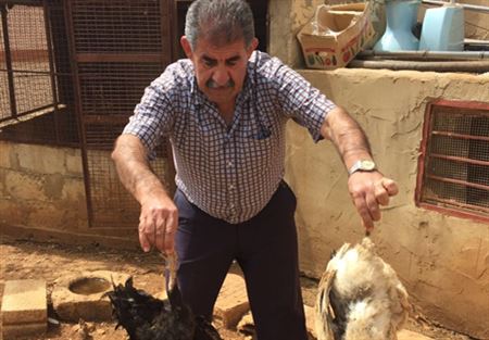 هل ضرب إنفلونزا الطيور الدجاج في حاصبيا؟