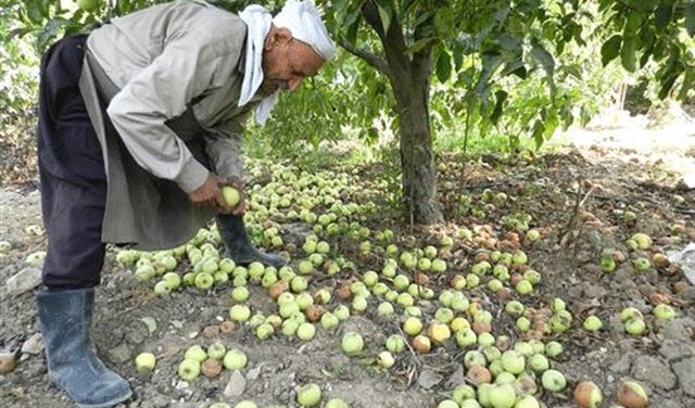 الحويك لمزارعي التفاح: حضروا مستنداتكم  الحويك لمزارعي التفاح: حضروا مستنداتكم