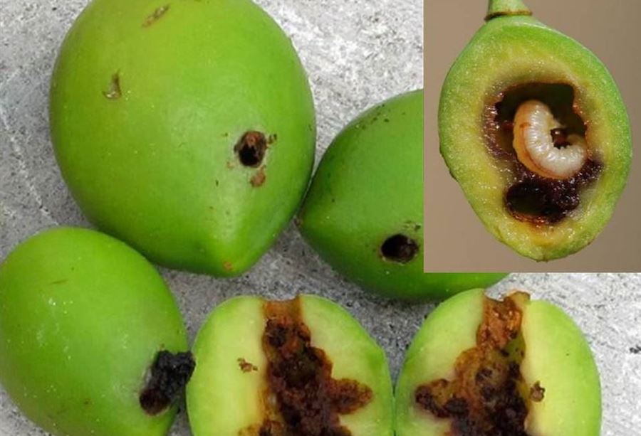 دعوةٌ من "الأبحاث العلمية" إلى المزارعين 