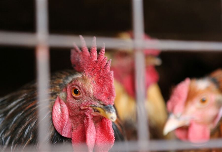 أوّل إصابة بشرية بـ"H10N3"... تعليقٌ من "الصحة العالمية" 