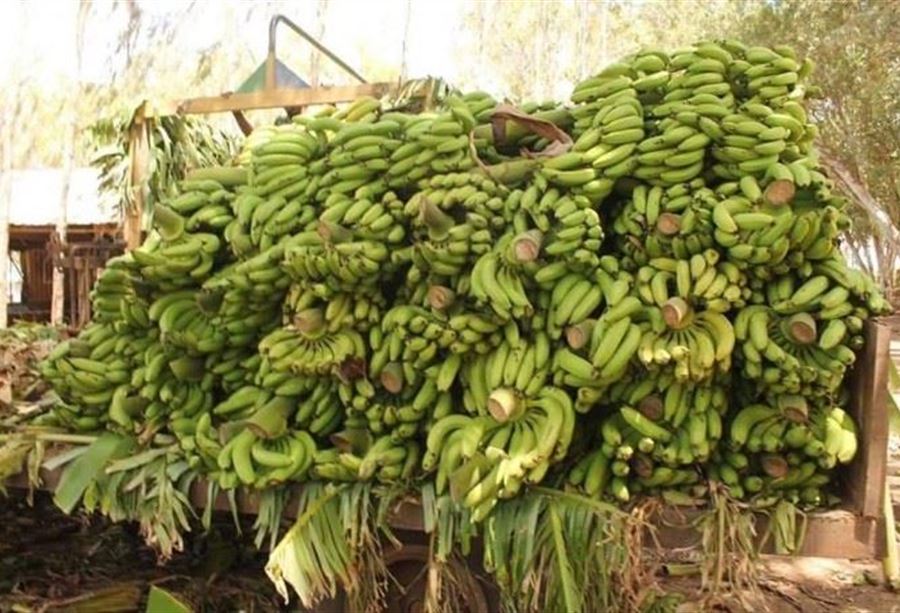 موز صومالي مهرب بقبضة أمن الدولة في بشري 