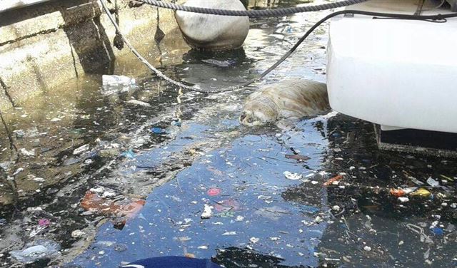 بالصور: مياه سوداء وسلحفاة نافقة في المارينا الضبية  بالصور: مياه سوداء وسلحفاة نافقة في المارينا الضبية