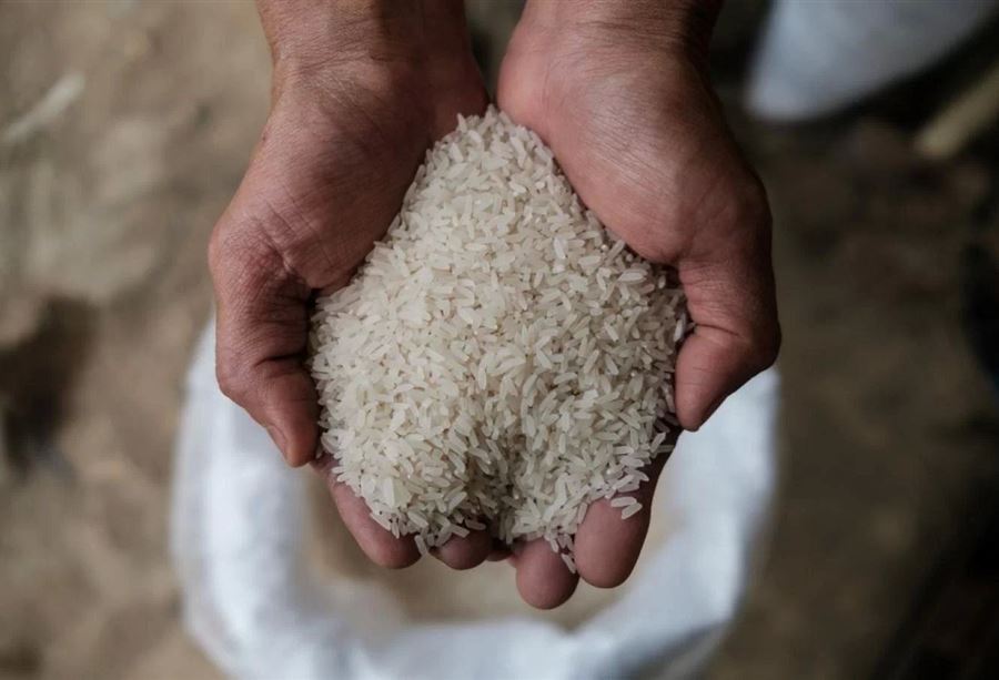  "أخبار متضاربة حول الأرز المُسرطن"... هل من داعٍ للهلع؟