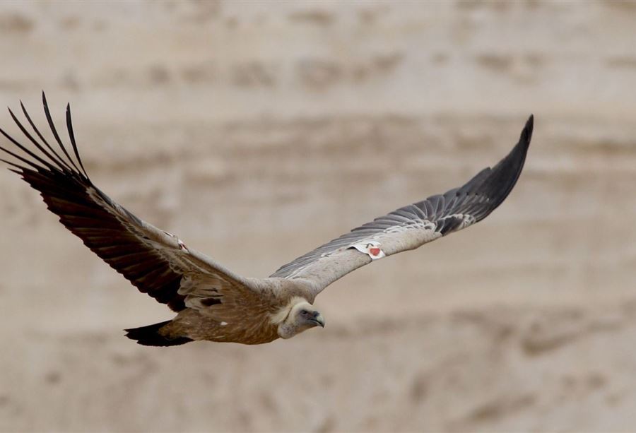 بعد "طوفان الأقصى"... إسرائيل تستعين بالصقور!؟