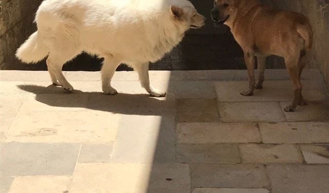 بالصورة.. كلب جنبلاط برفقة "Casey" 