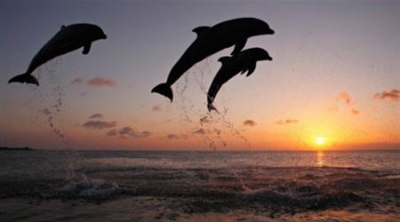 الدلافين اللطيفة تَقتل سراً وتتحرش جنسيا بالإناث