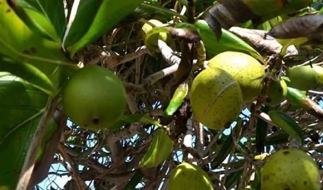تعرف على أخطر شجرة في العالم  