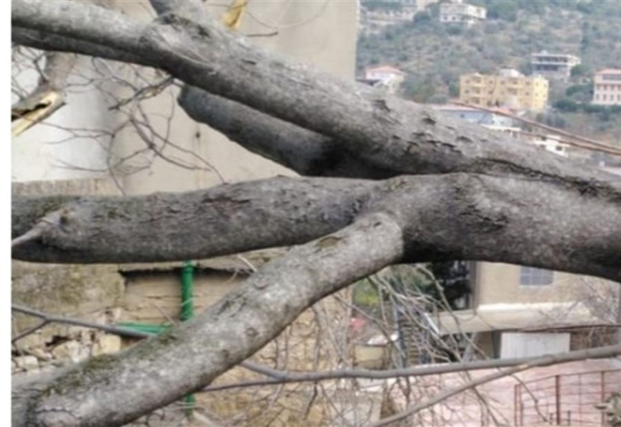 بالصورة: سقوط شجرة معمّرة على منزل في حاصبيا 