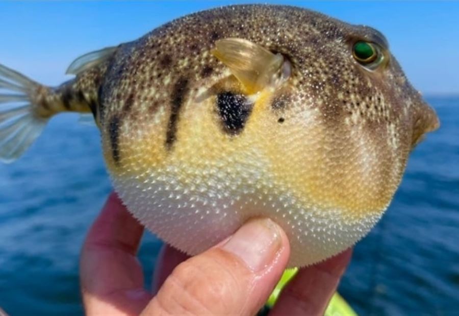 تحذيرٌ "هام".. إلى اللبنانيين إنتبهوا من  "Puffer Fish"( صورة)