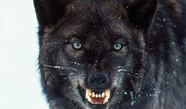 10 حقائق عن الذئاب.. تحب أكل الفريسة حية 10 حقائق عن الذئاب.. تحب أكل الفريسة حية