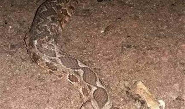 بالصورة .. أفعى معمرة ابتلعت 4 رؤوس ماعز  بالصورة .. أفعى معمرة ابتلعت 4 رؤوس ماعز