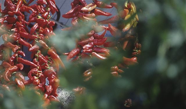 أسرع حل للتخلص من لهيب الفلفل الحار أسرع حل للتخلص من لهيب الفلفل الحار