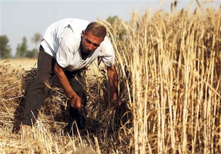 مزارعو القمح يرحبون بقرار دفع التعويضات