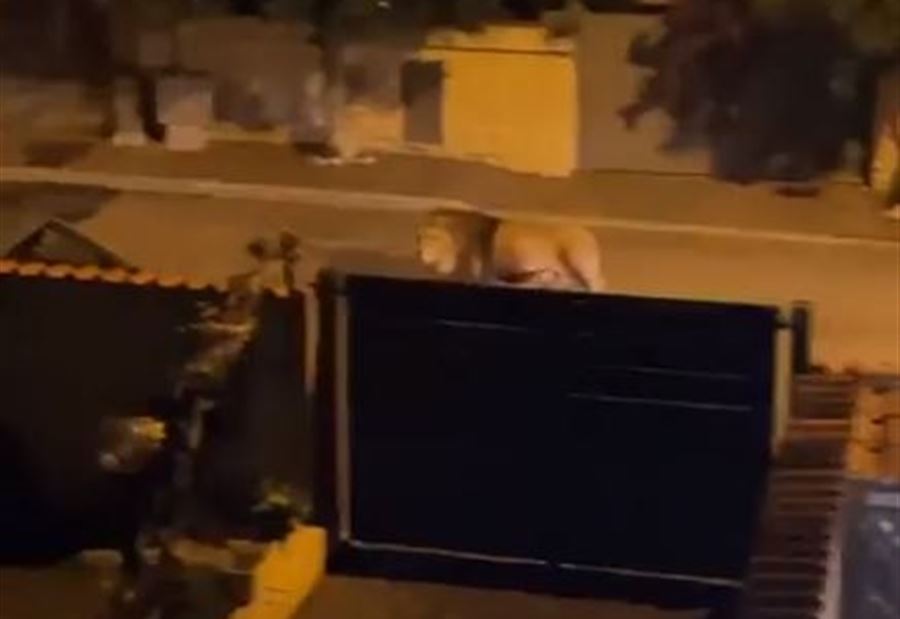 إستنفار ورعب في روما... أسد يتجوّل في المدينة! (فيديو)