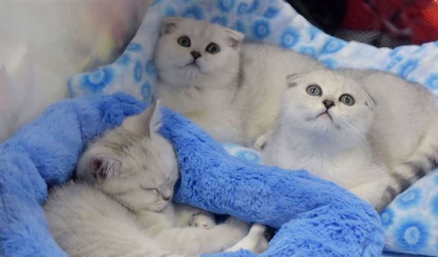 هل القطط أغبى من الكلاب؟!