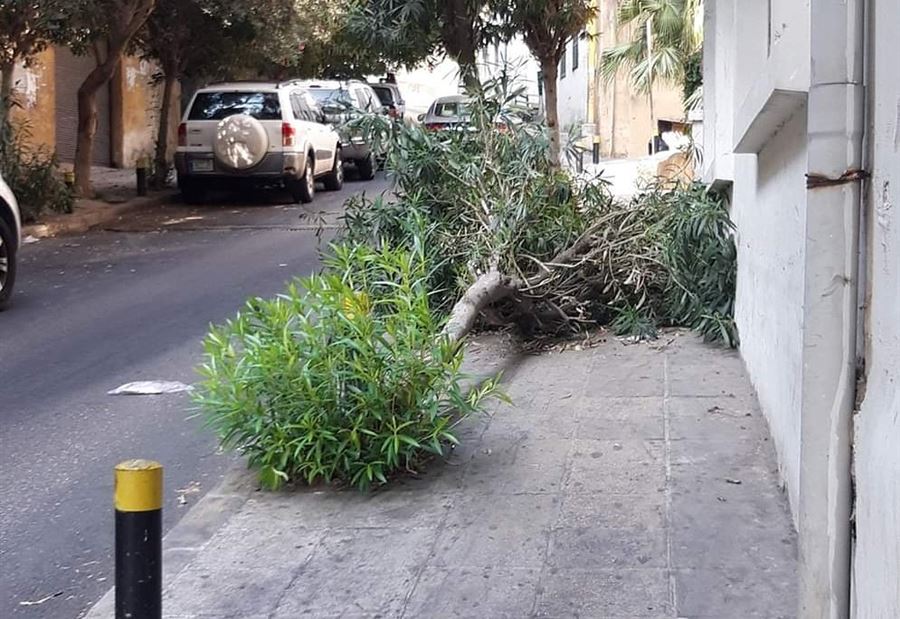 استجاب النائب... فأزيلت الشجرة!